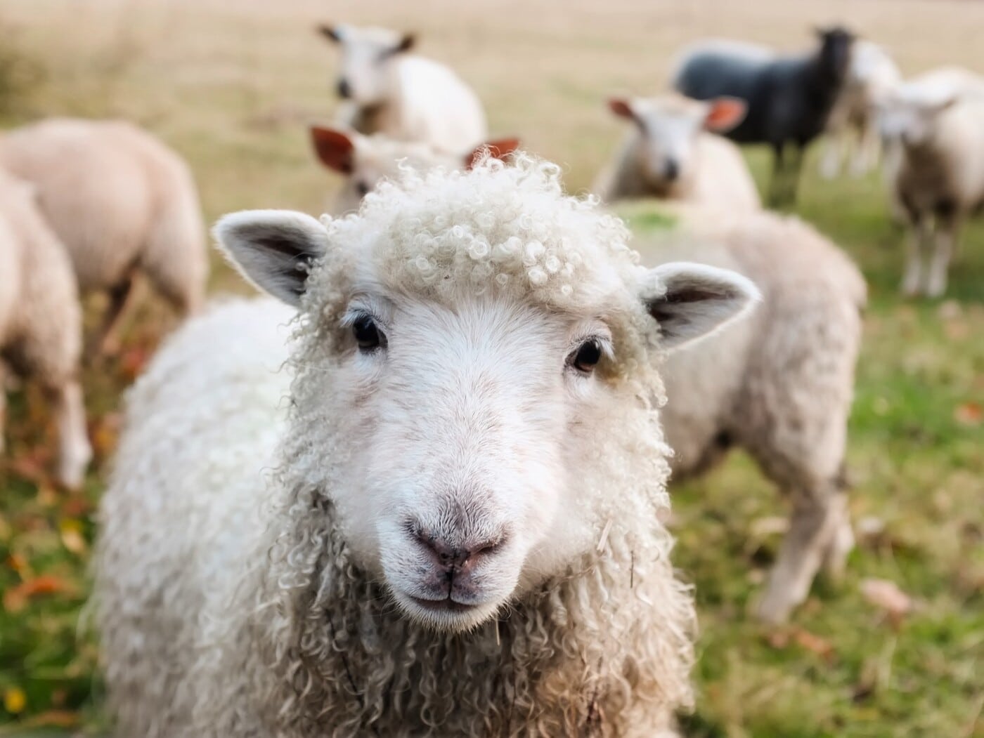 Auf unserer Agrarreise nach Irland werden wir jede menge Schafe begegnen. 